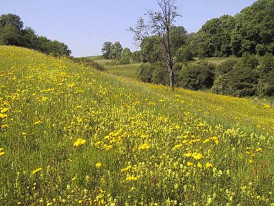 Bloemrijk weiland in het Gerendal